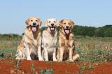 GOLDEN RETRIEVER 203